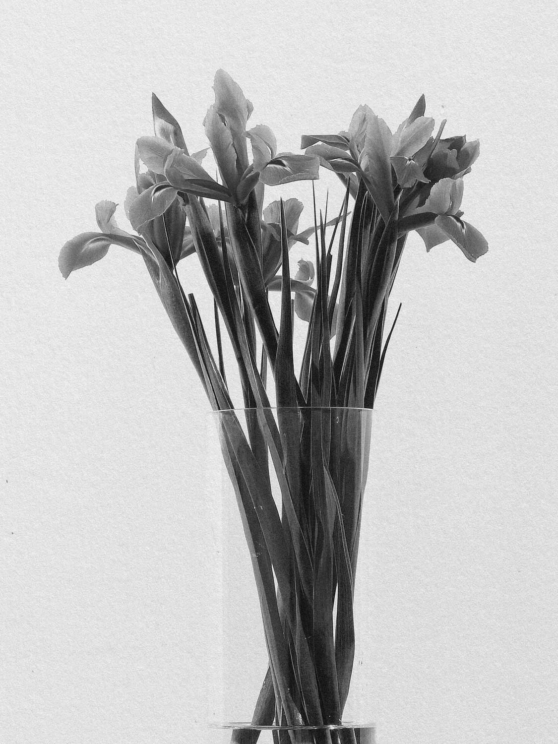 Project 10 flower pb