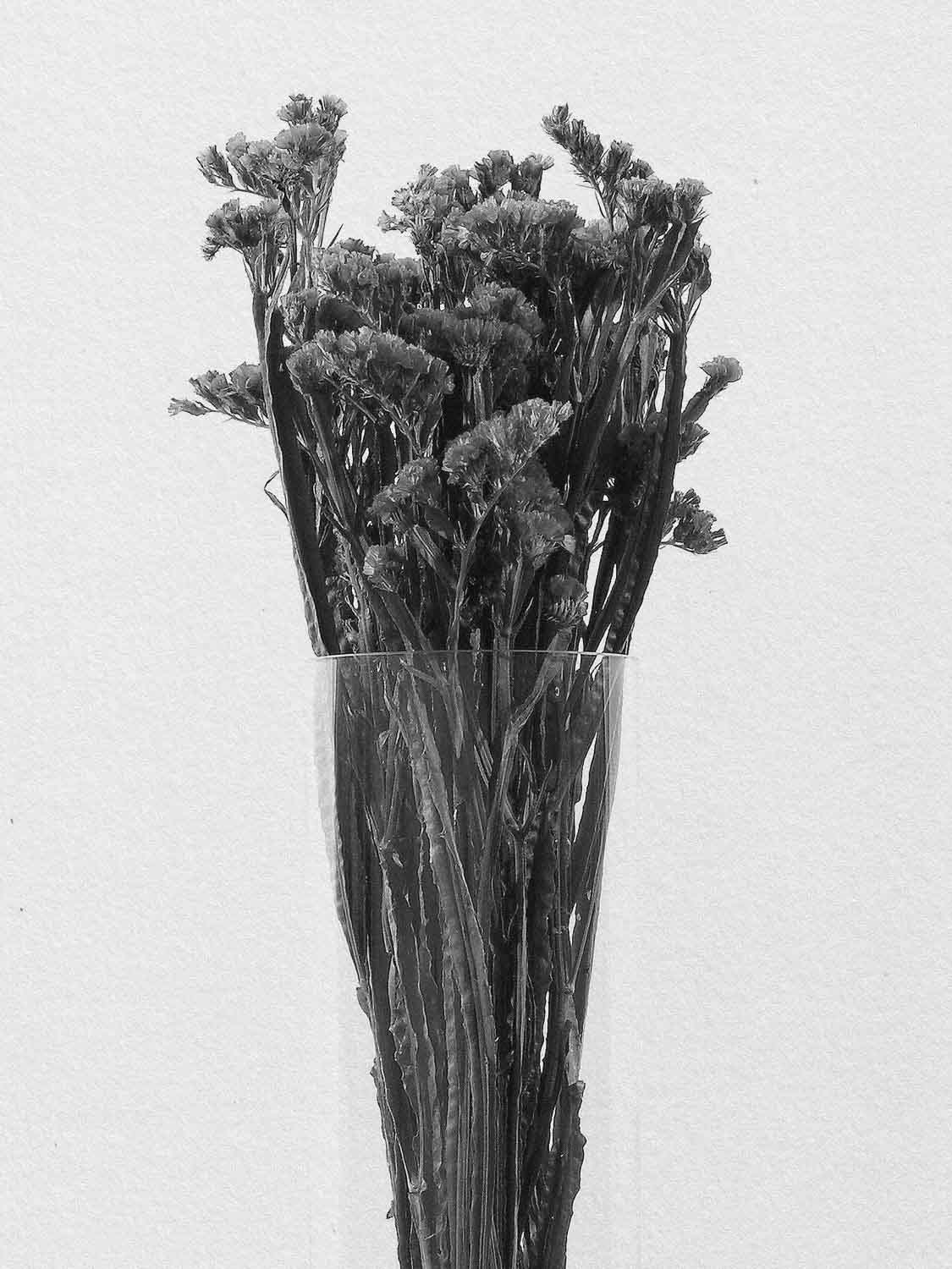 Project 11 flower pb