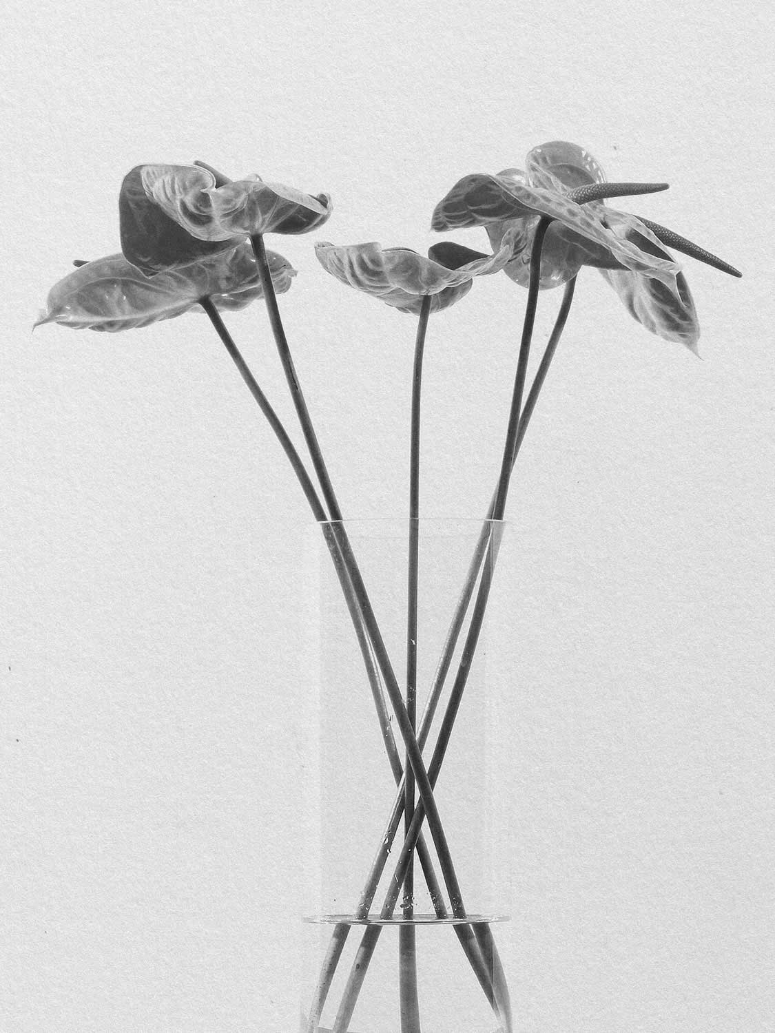 Project 12 flower pb