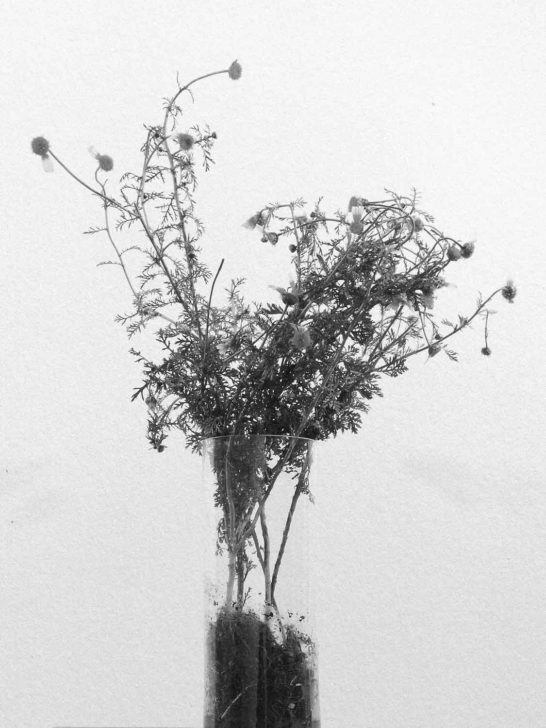 Project 15 flower pb