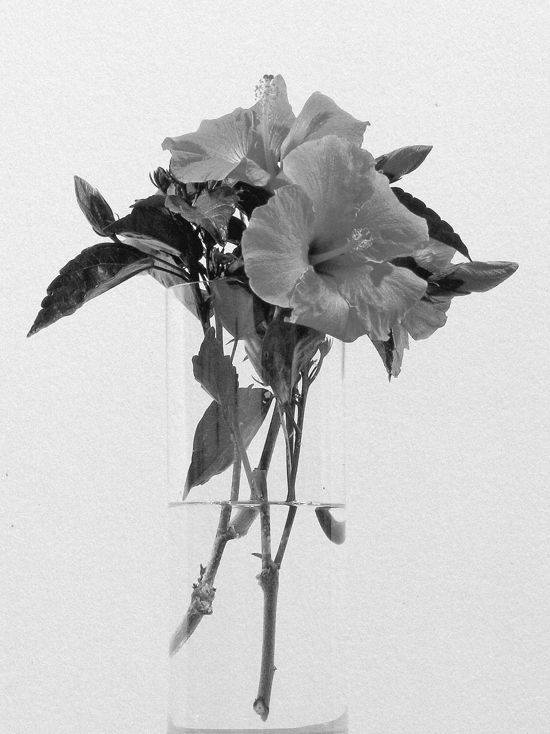 Project 17 flower pb