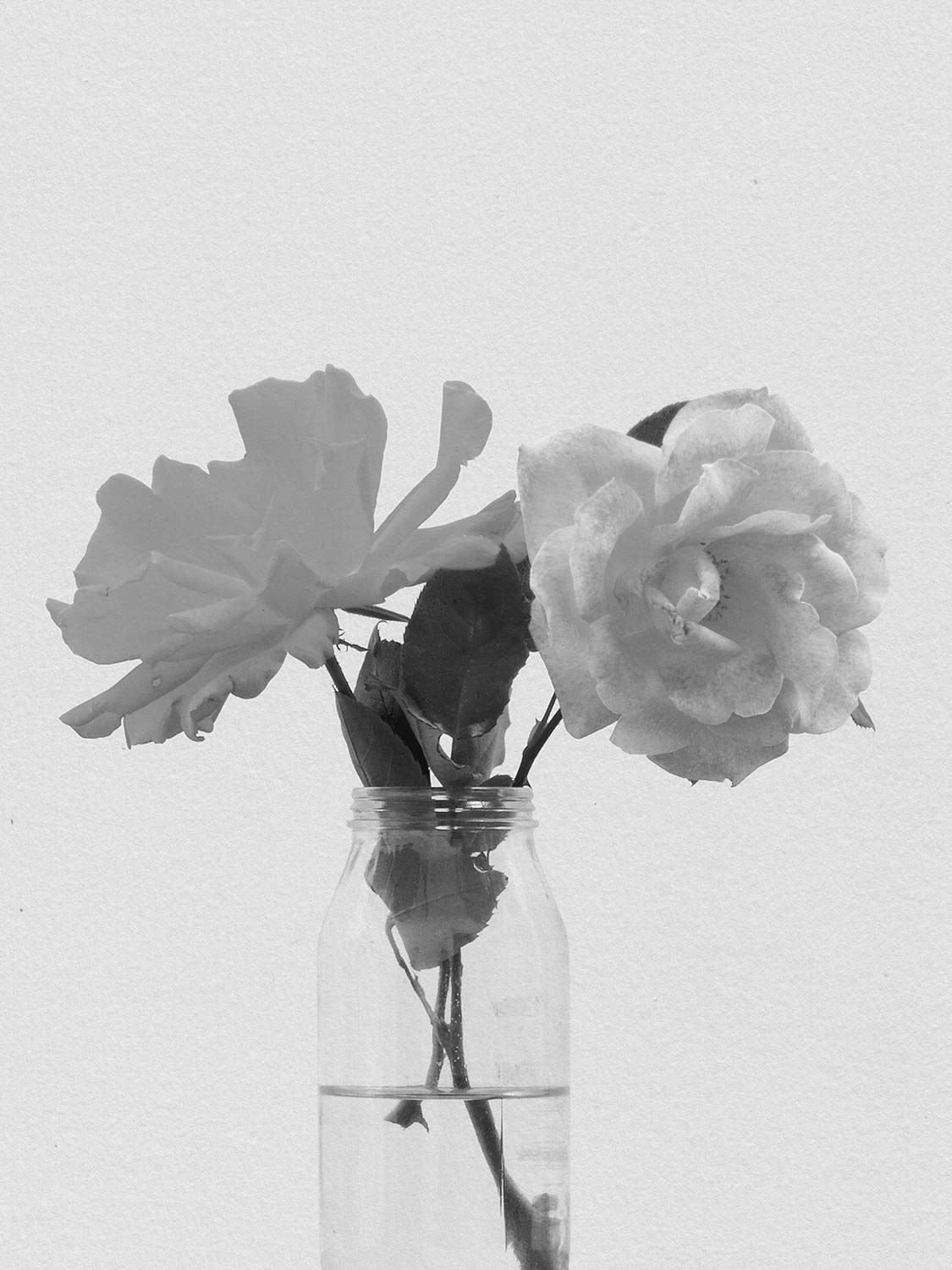 Project 18 flower pb