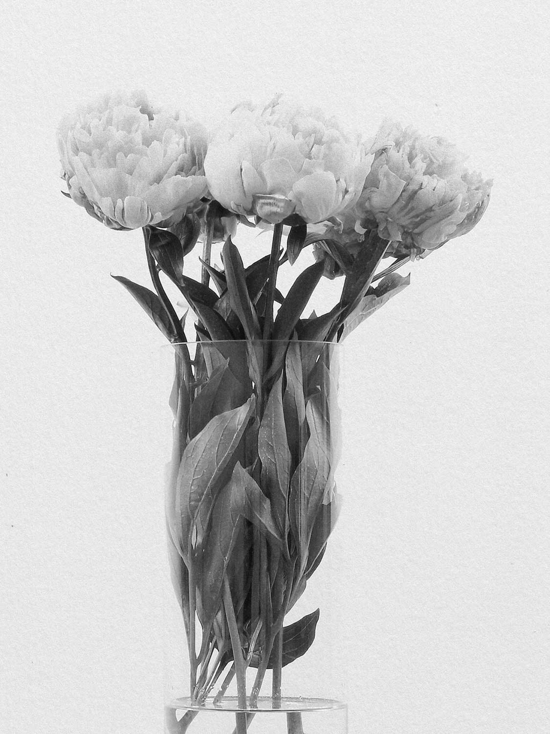 Project 19 flower pb