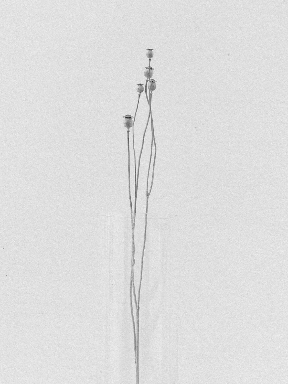 Project 20 flower pb