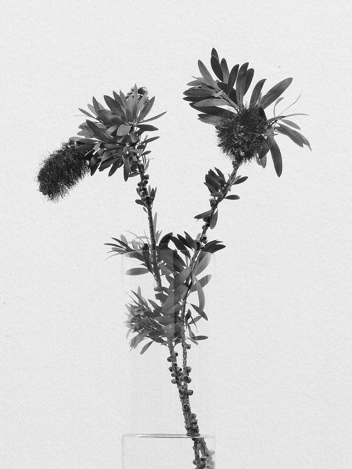 Project 21 flower pb