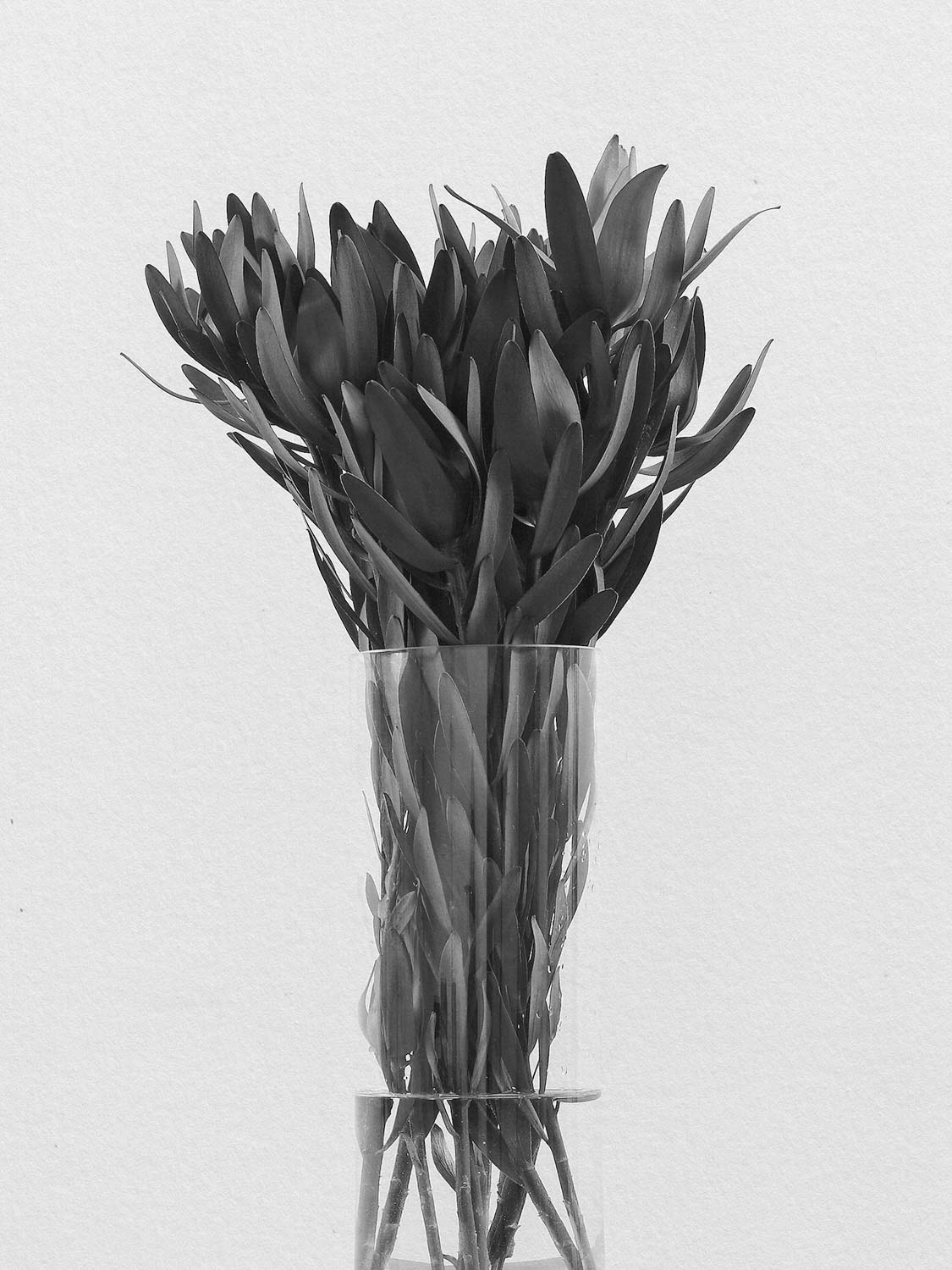 Project 22 flower pb