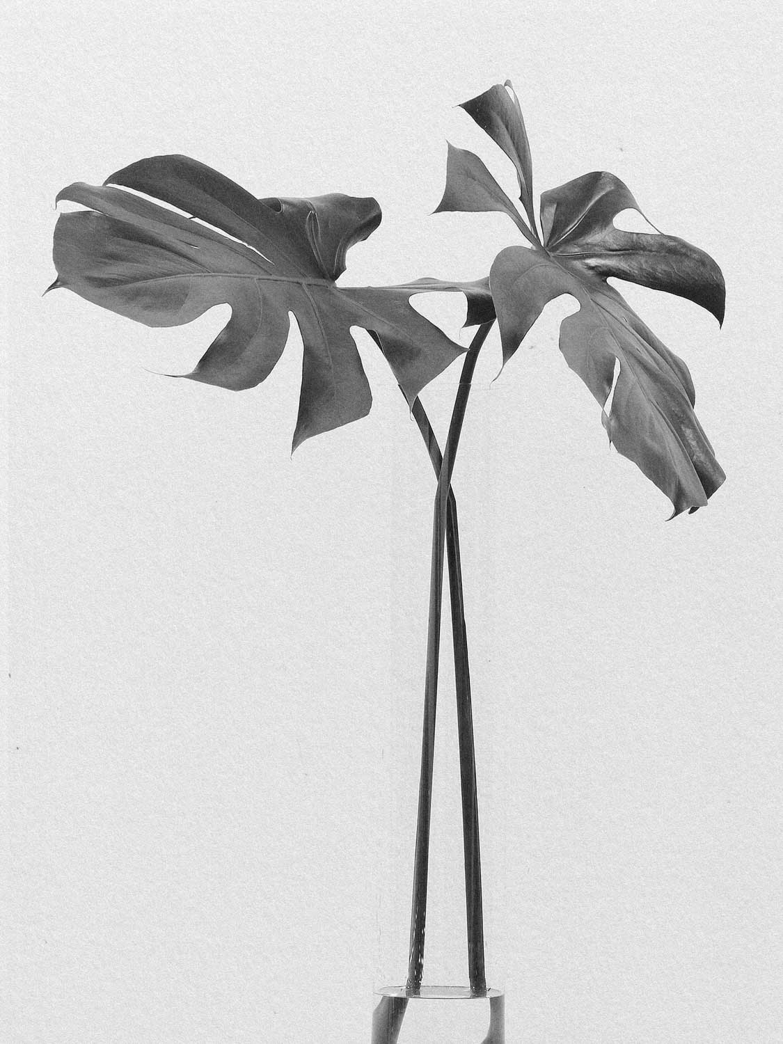 Project 23 flower pb