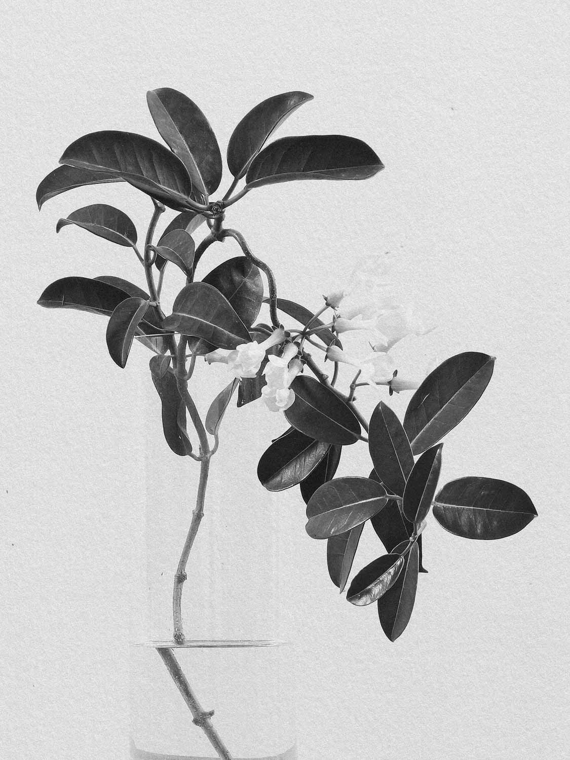 Project 24 flower pb